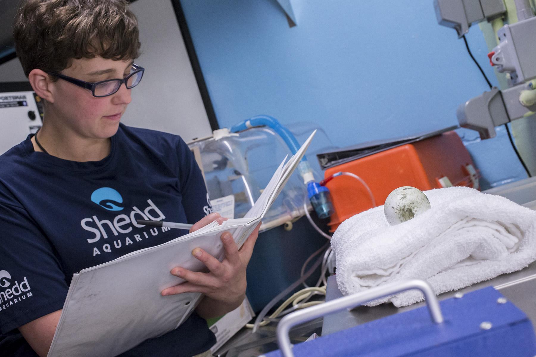 Katy Roxbury, animal care specialist at Shedd Aquarium weighs the penguin egg to document its growth. (Courtesy Shedd Aquarium)