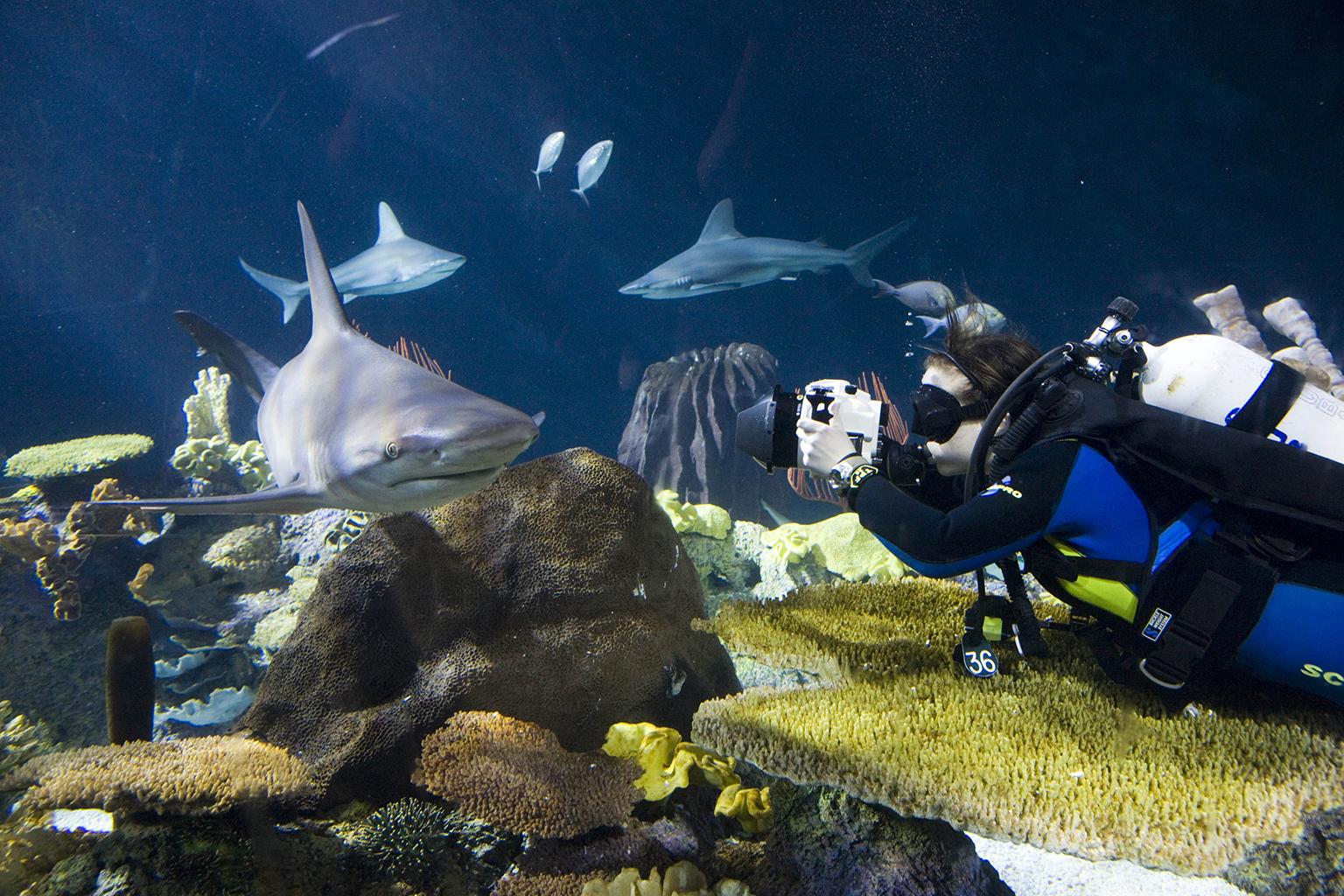the aquatic life of