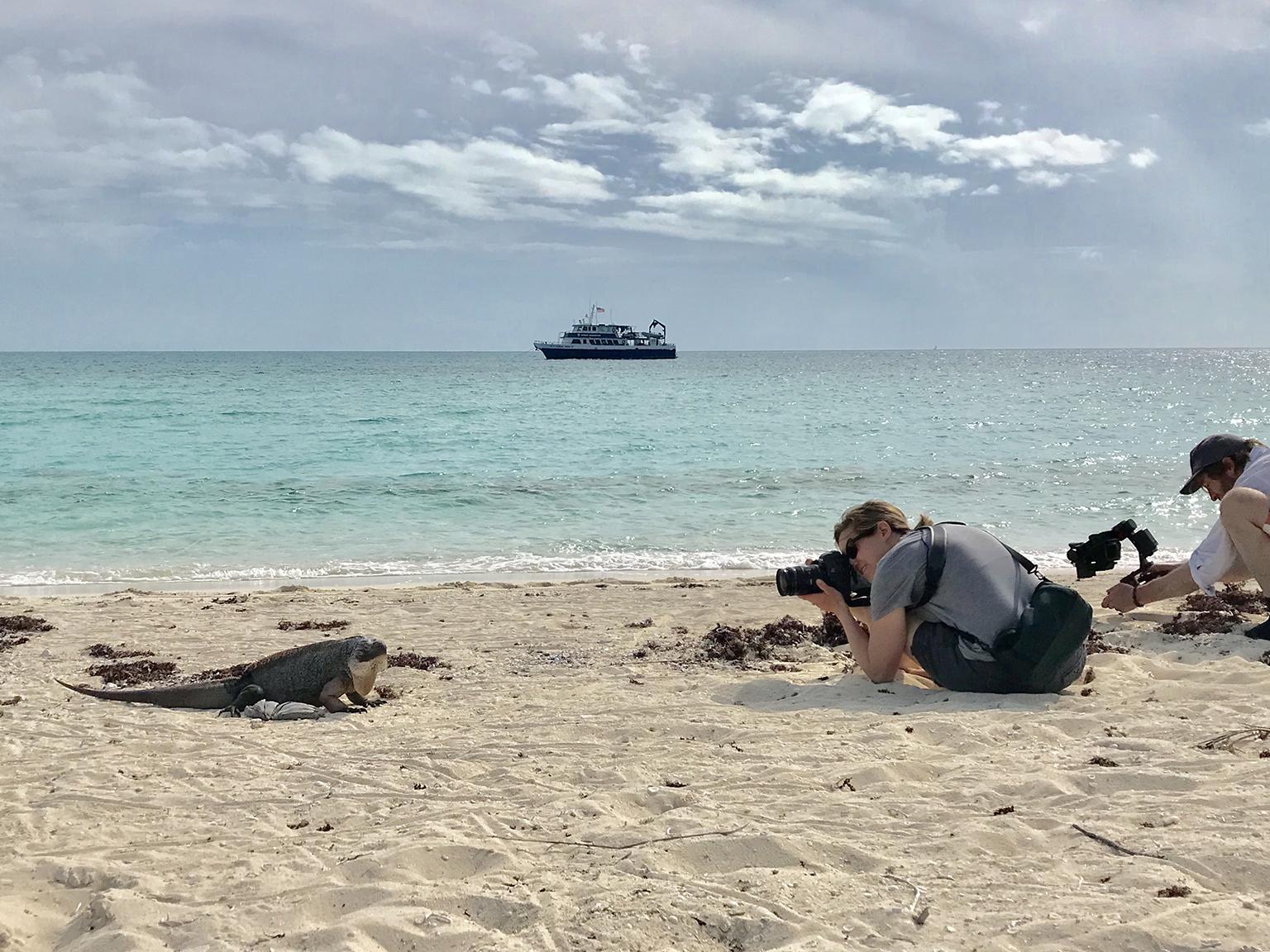  Shedd Aquarium's Brenna Hernandez photographs an iguana in the Bahamas. (Brenna Hernandez / Shedd Aquarium)