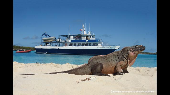 An iguana on the Exuma Islands in the Bahamas (Brenna Hernandez / Shedd Aquarium)