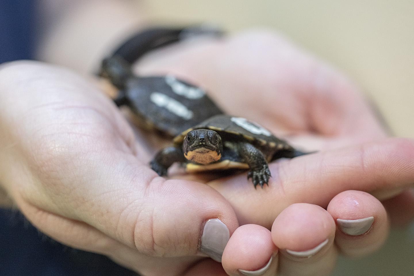 A group of 24 Blanding's turtle hatchlings will live at Shedd Aquarium for one year until they are ready to be released at a protected site in a DuPage County forest preserve. (Brenna Hernandez / Shedd Aquarium)
