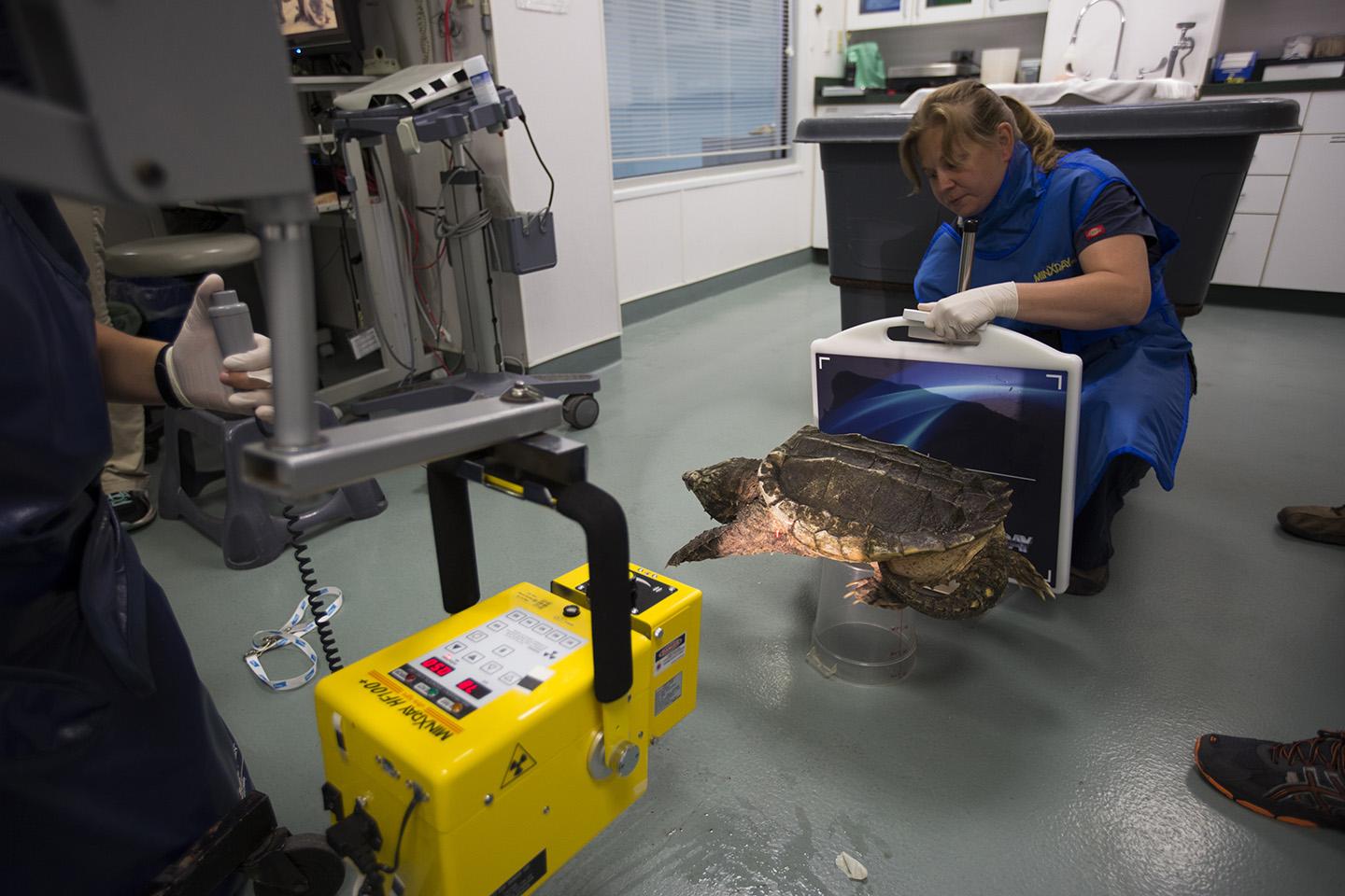 Dante, a 13-year-old alligator snapping turtle, undergoes a physical exam at Shedd's on-site animal hospital. (Heidi Zeiger / © Shedd Aquarium)