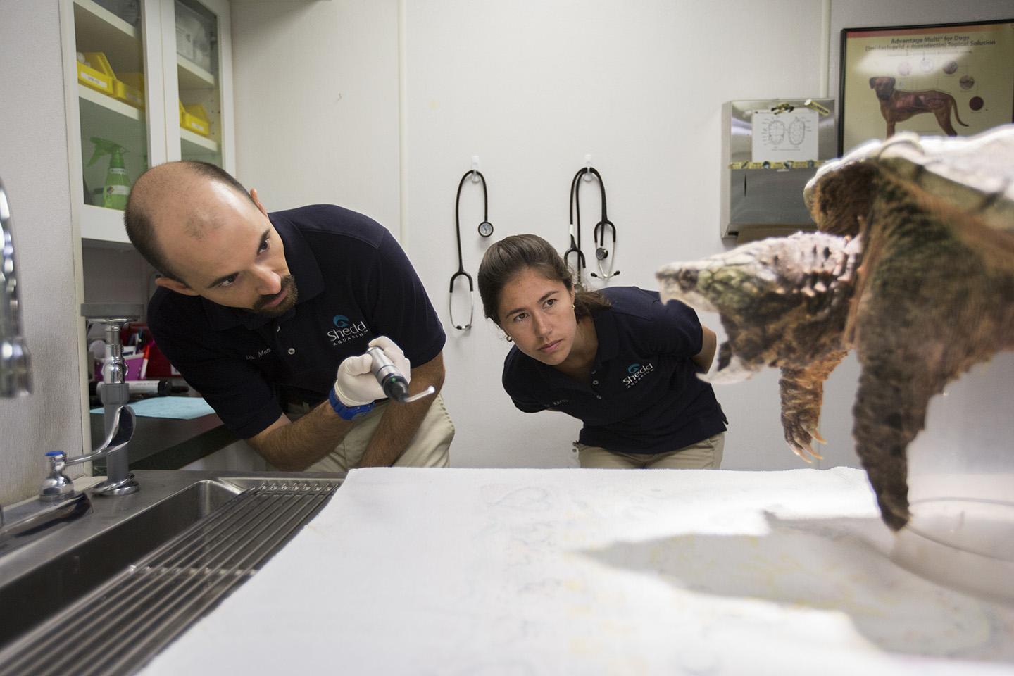 Shedd veterinarians examine Dante, a 13-year-old alligator snapping turtle. (Heidi Zeiger / © Shedd Aquarium)