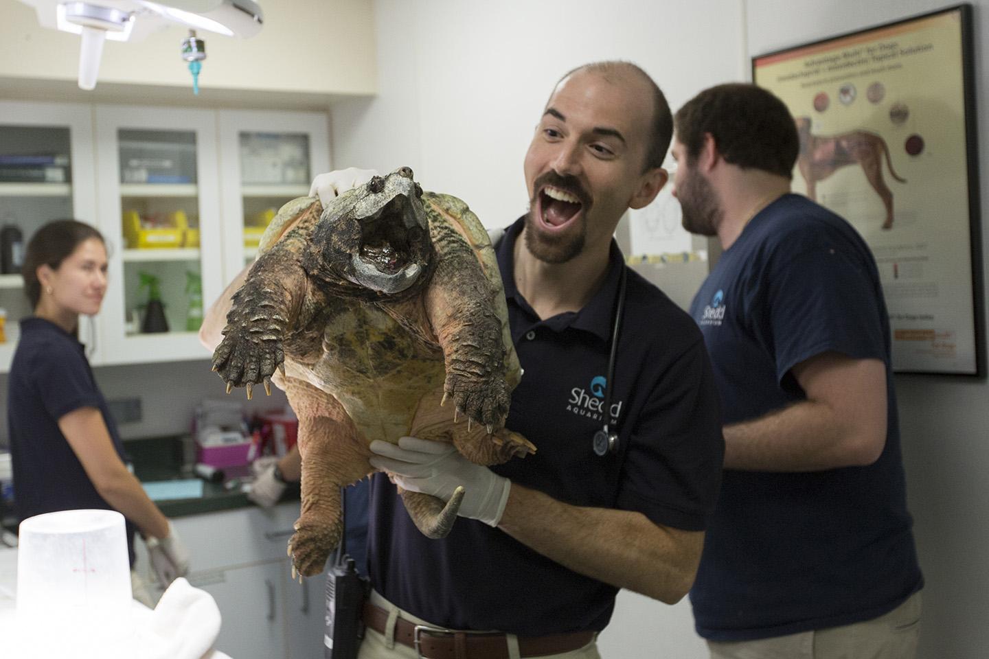 Shedd veterinarians examine Dante. (Heidi Zeiger / © Shedd Aquarium)