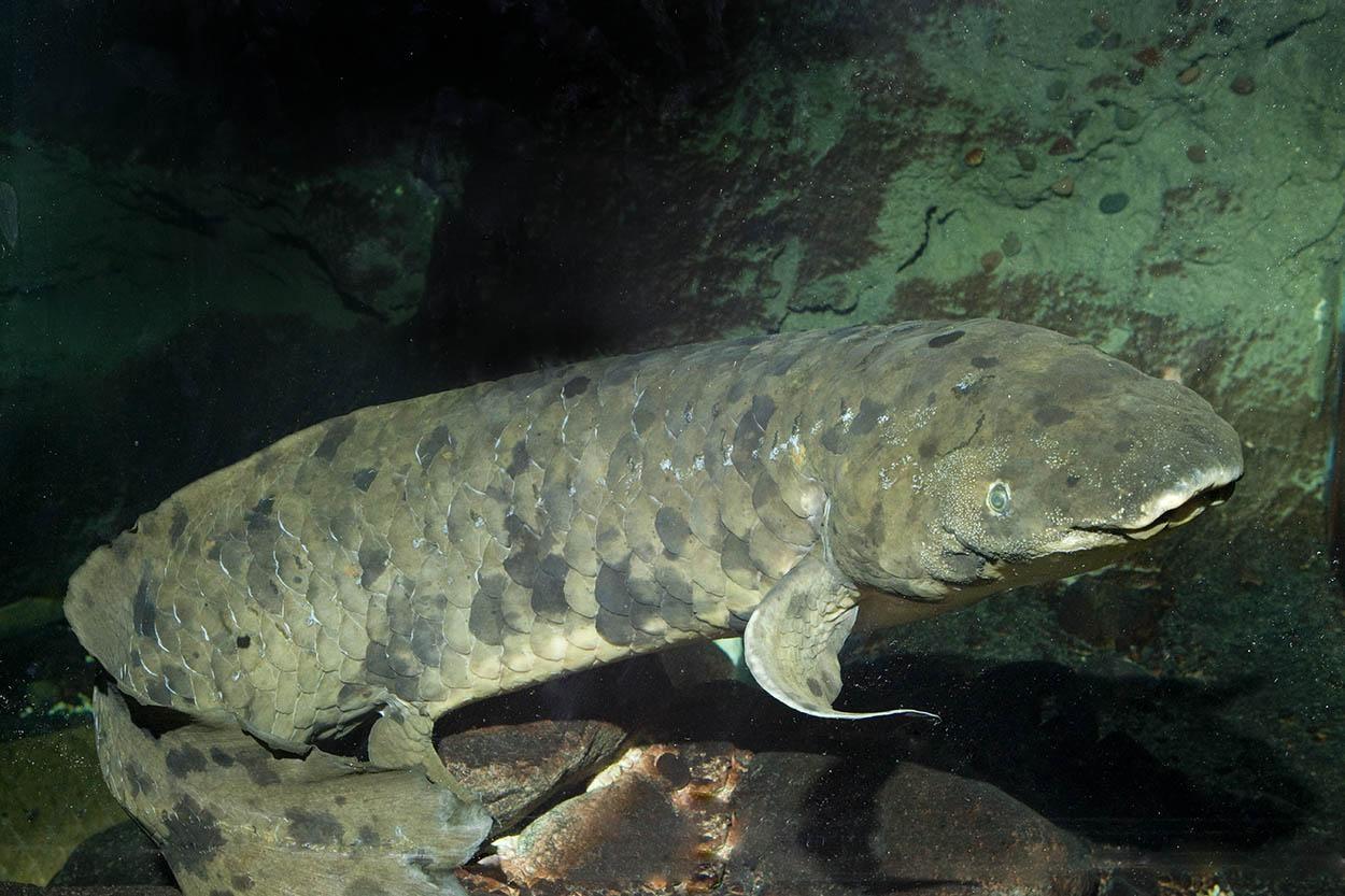 In 2016, a year before Granddad died, Shedd senior aquarist Michael Masellis affectionately likened his behavior to that of a “fallen log.” (Courtesy Shedd Aquarium) 