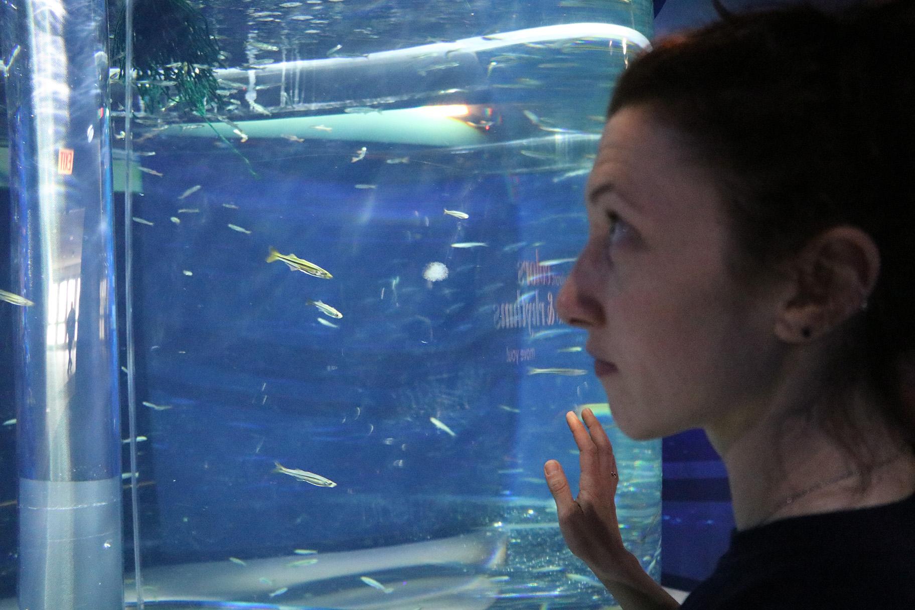 We did not find results for: Schooling Fish Meaning . Chicago's Shedd Aquarium, by the Numbers | Chicago News | WTTW