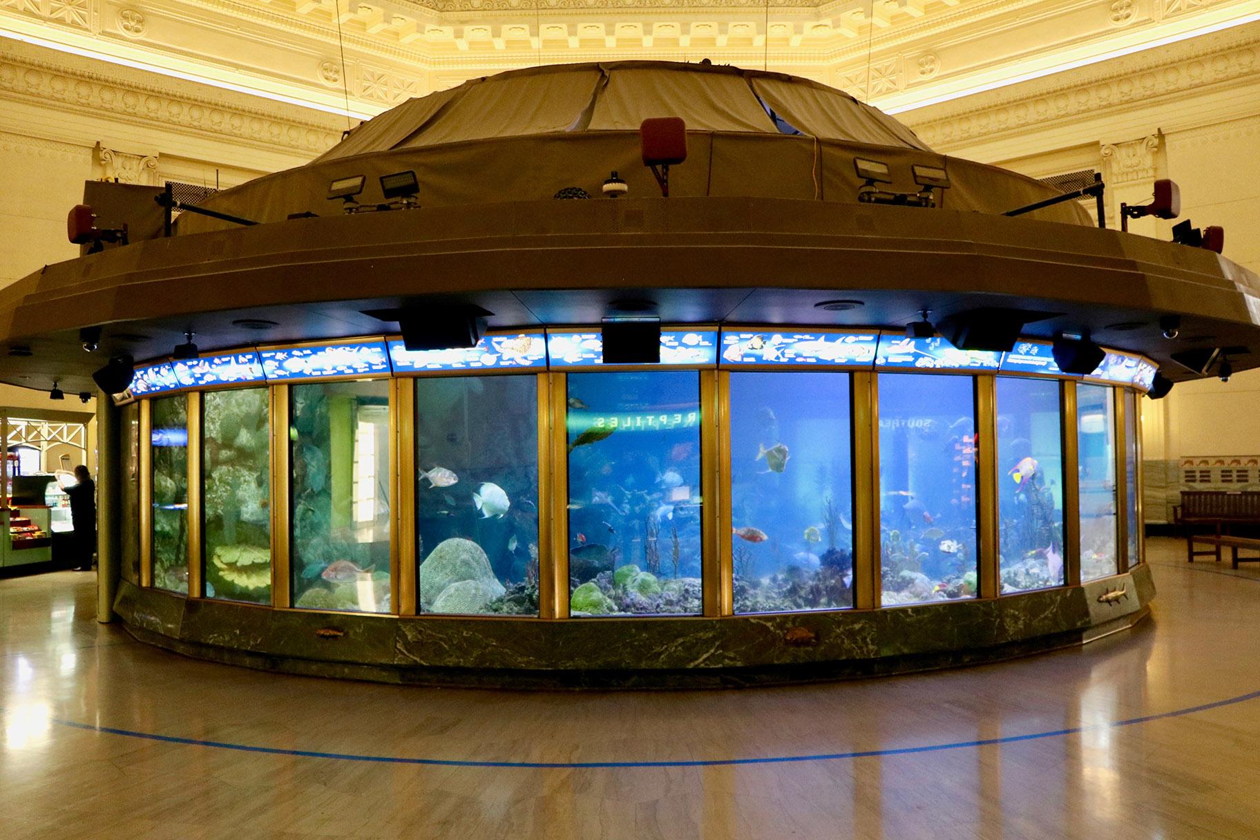 The 90,000-gallon Caribbean Reef Habitat is one of the first exhibits Shedd visitors encounter. It’s located directly in front of the main lobby. (Evan Garcia / WTTW News) 