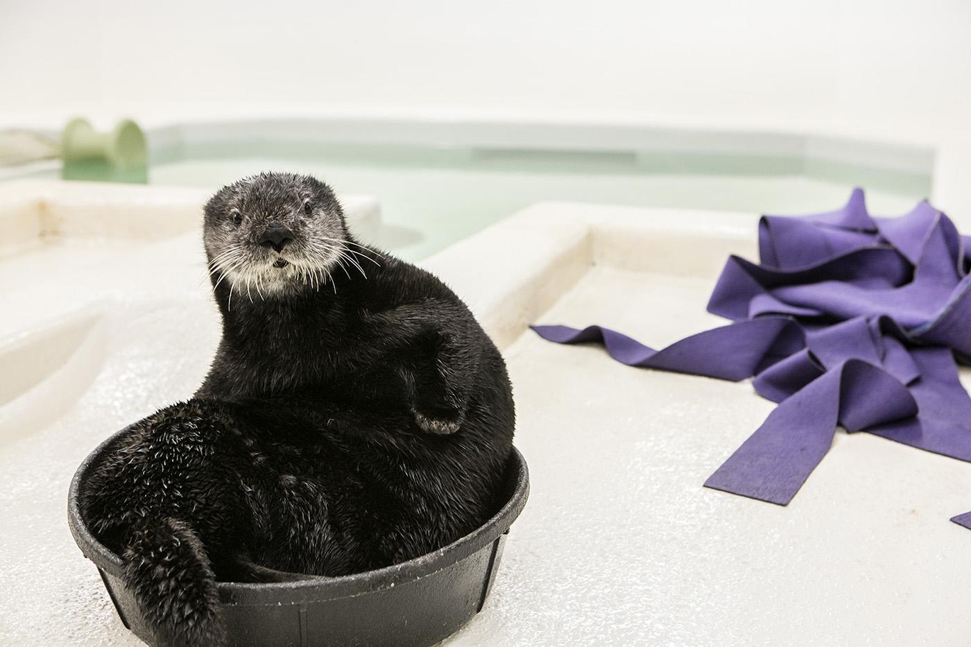 Chicago's Shedd Aquarium, by the Numbers - SheDD7