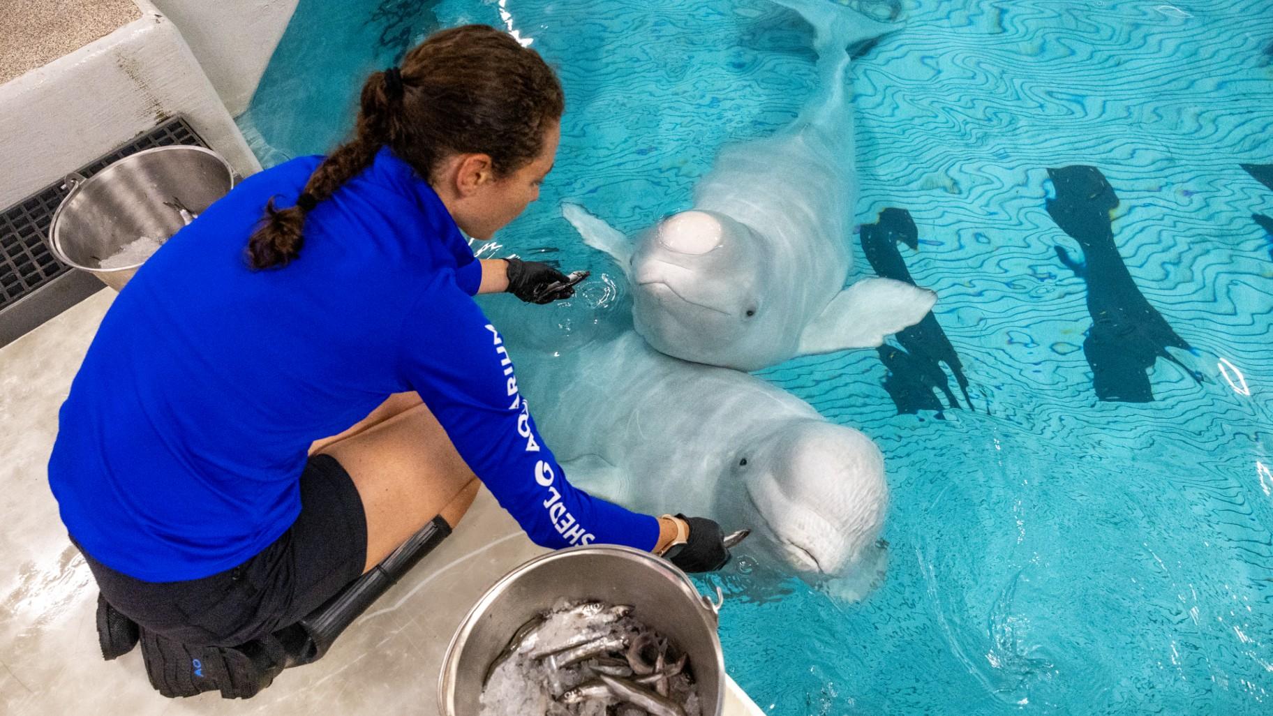 Gimli and Yukon are fed by staff at Shedd Aquarium on Sept. 1, 2026. The pair are the final rescued beluga whales to arrive at the Chicago aquarium from a shuttered Canadian marine park. (Heidi Zeiger / Shedd Aquarium)