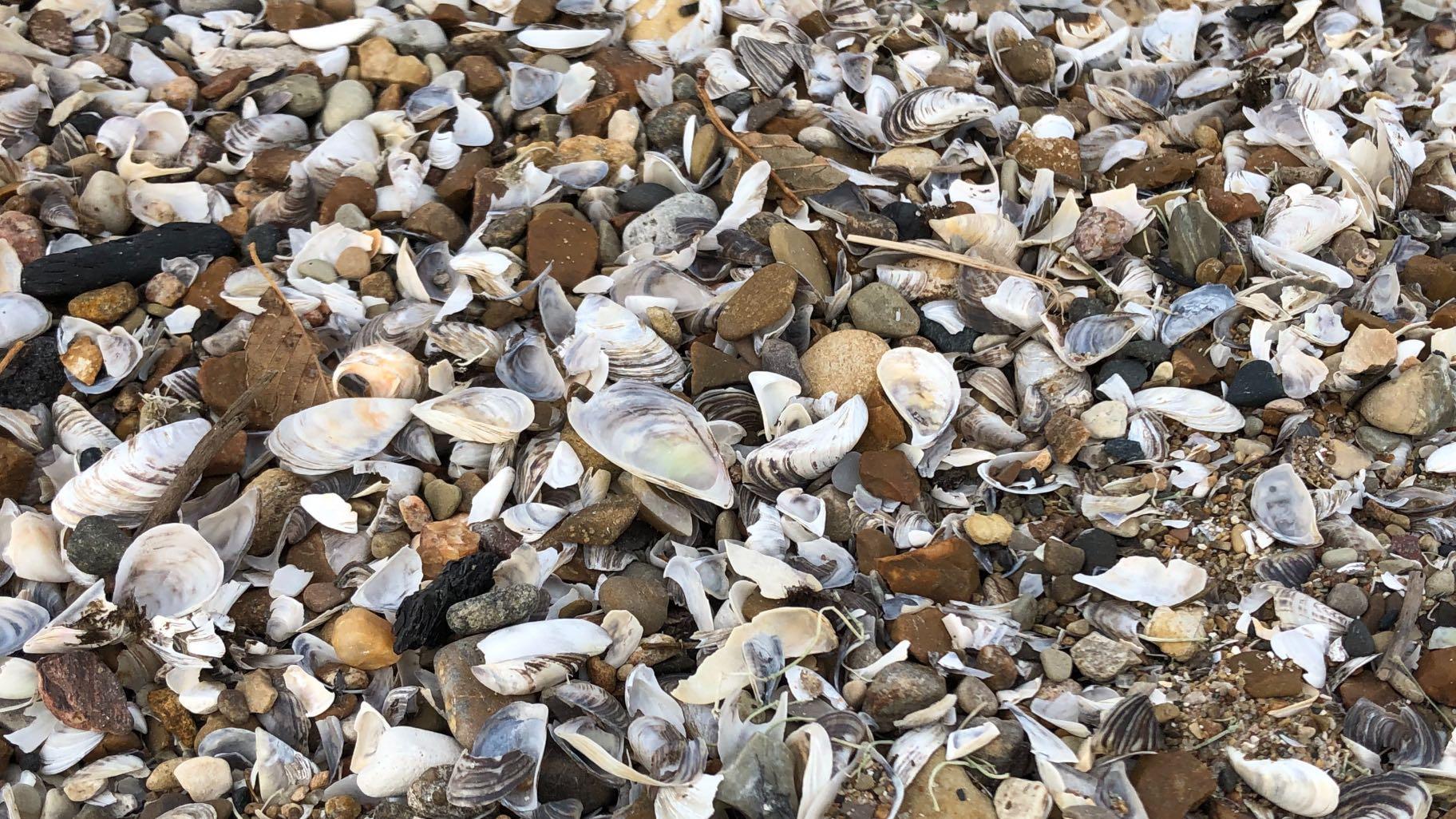 A large deposit of seashells washed up on Lane Beach in Edgewater.  (Patty Wetli / WTTW News)
