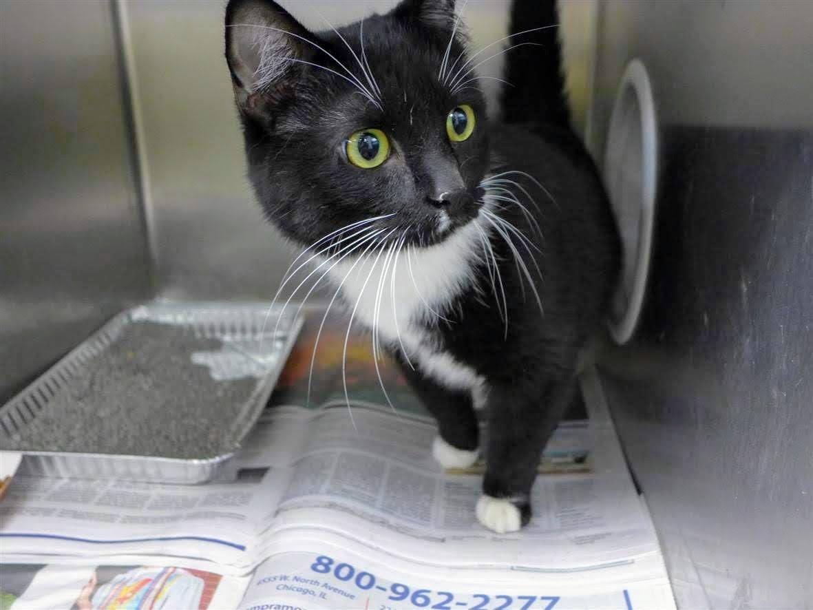 Ricky, a male cat at Chicago's Animal Care and Control shelter (Chicago Animal Care and Control)