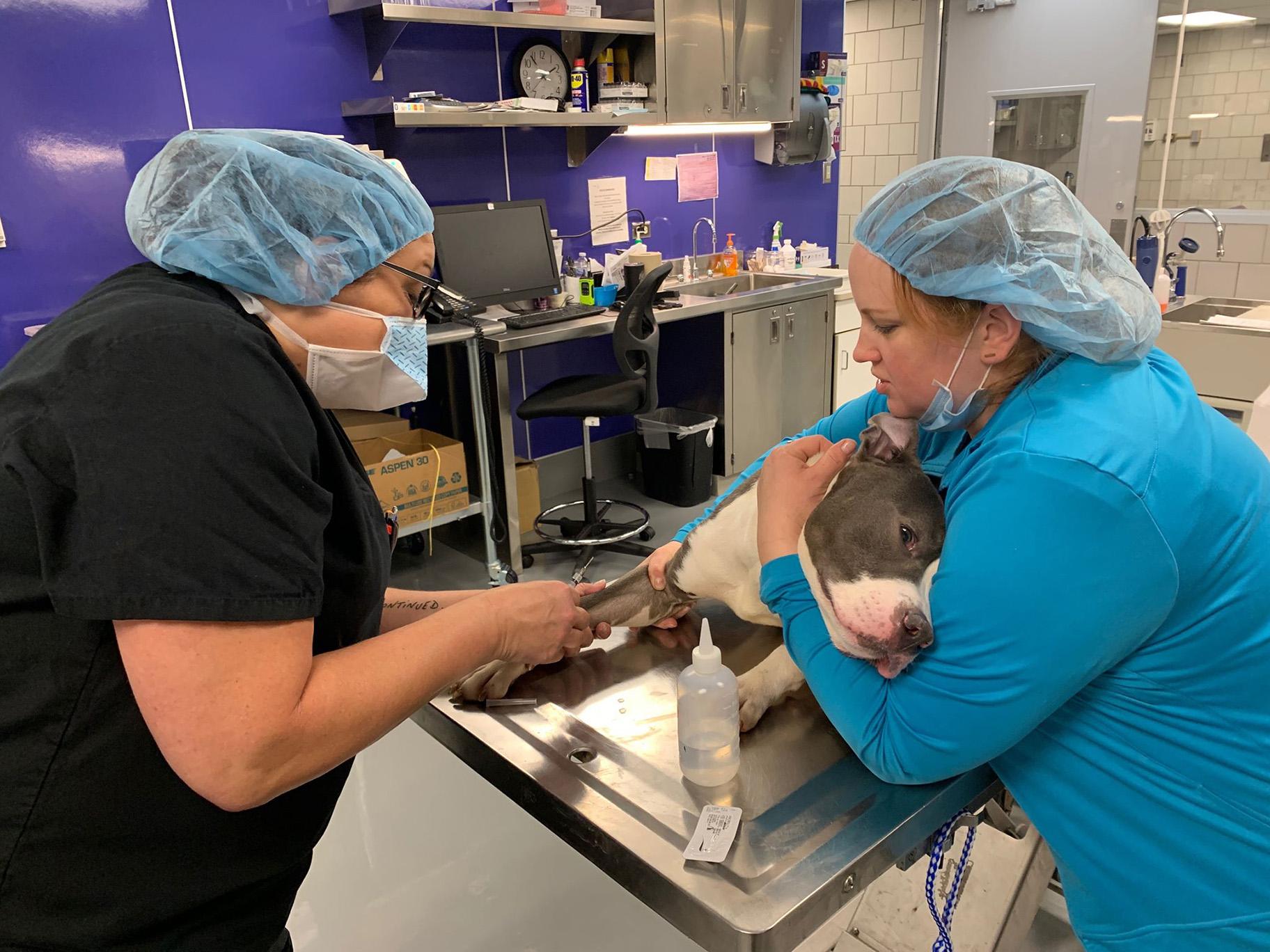 Chicago Animal Care and Control staff prepare a dog for surgery inside the shelter’s renovated medical unit. (Courtesy Chicago Animal Care and Control)