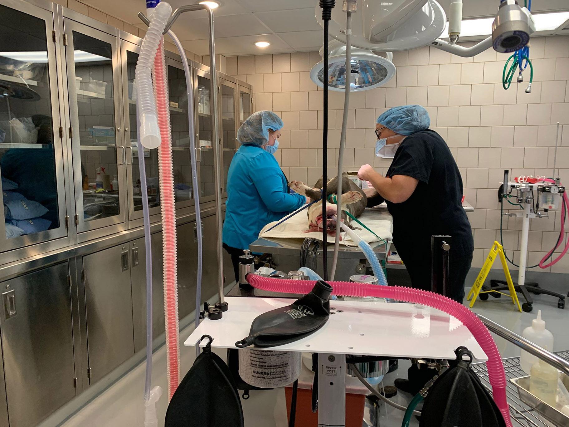Chicago Animal Care and Control staff conduct a surgical procedure on a dog inside the renovated medical unit. (Courtesy Chicago Animal Care and Control)