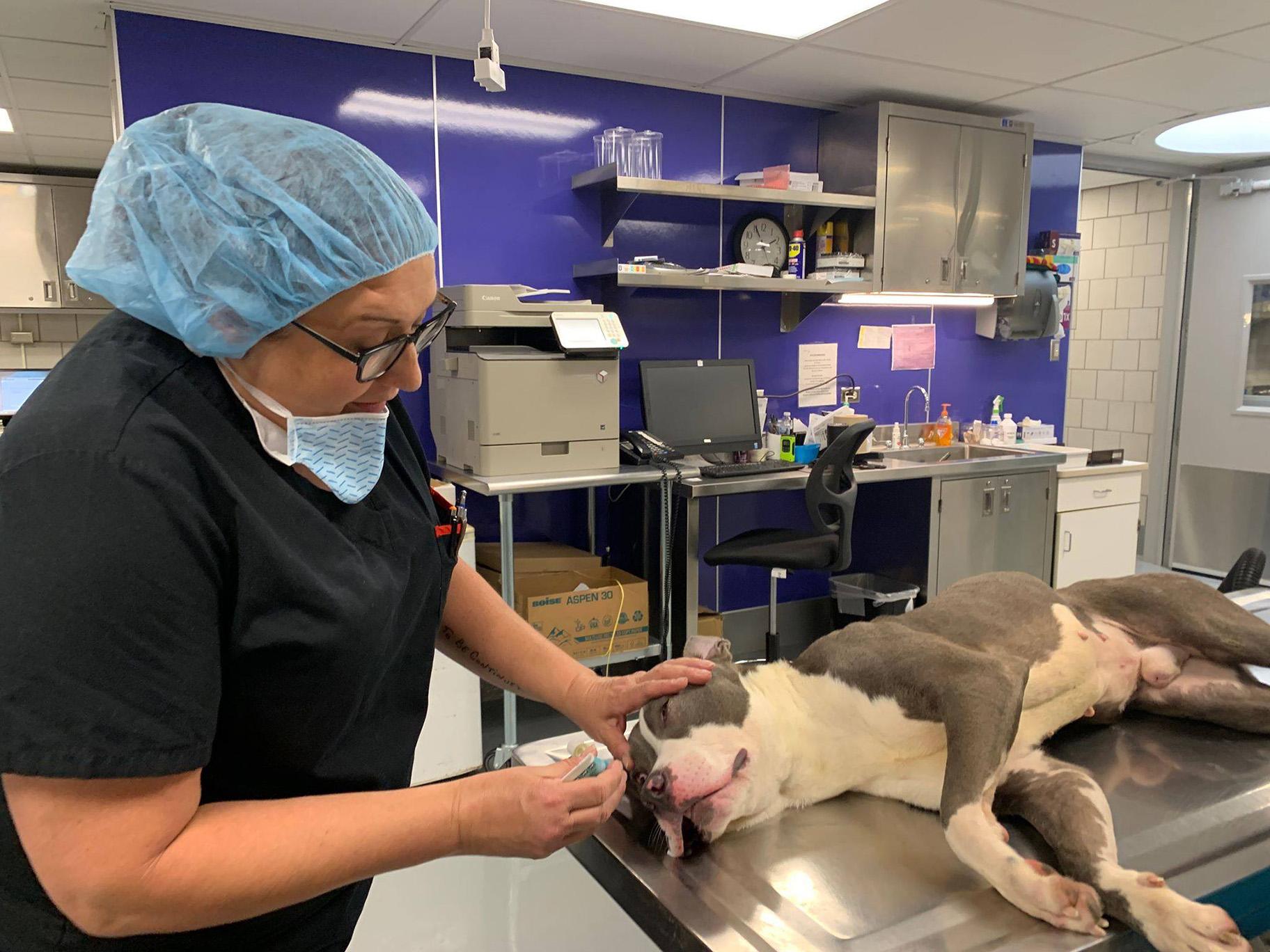 A dog receives an intra-nasal vaccine in the new medical unit at Chicago Animal Care and Control. (Courtesy Chicago Animal Care and Control)