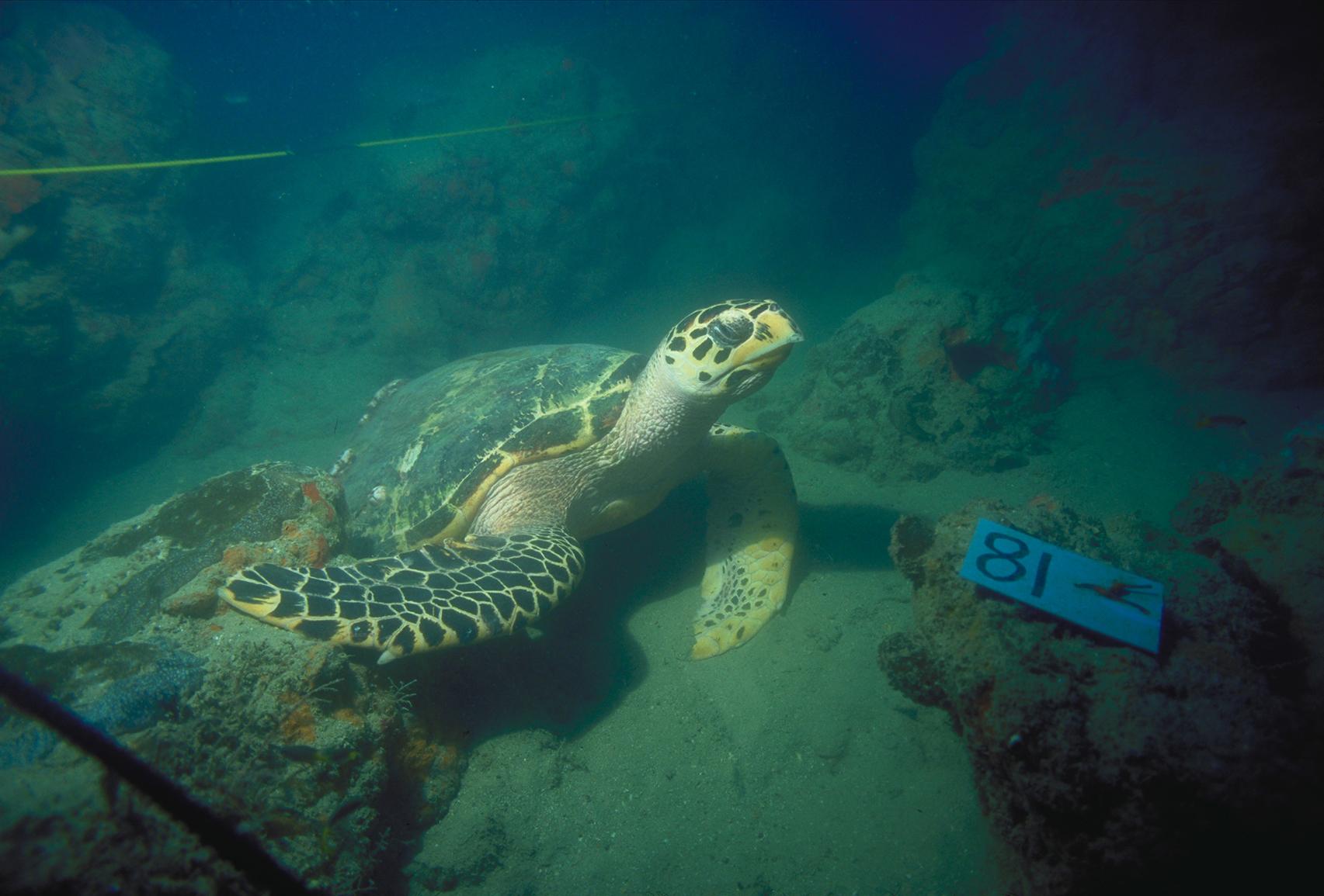 A sea turtle at the archaeological site of the Java Sea shipwreck off the coast of Indonesia. (Pacific Sea Resources / The Field Museum)