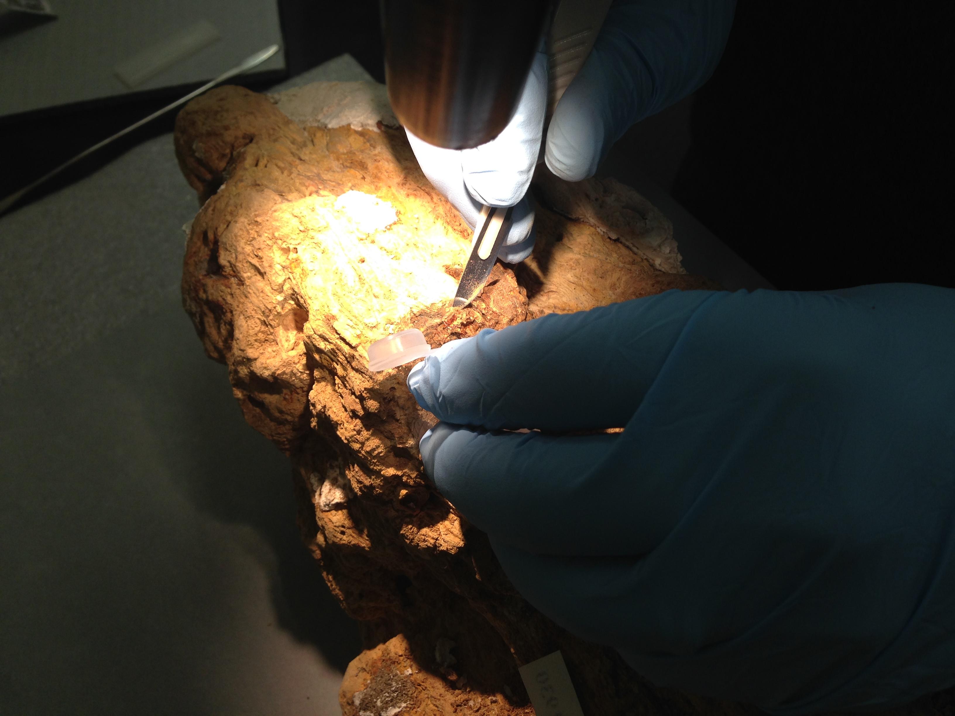 Field Museum conservator J.P. Brown carefully removes material from a resin block from the Java Sea shipwreck as part of the radiocarbon dating process.  (Lisa Niziolek / The Field Museum)