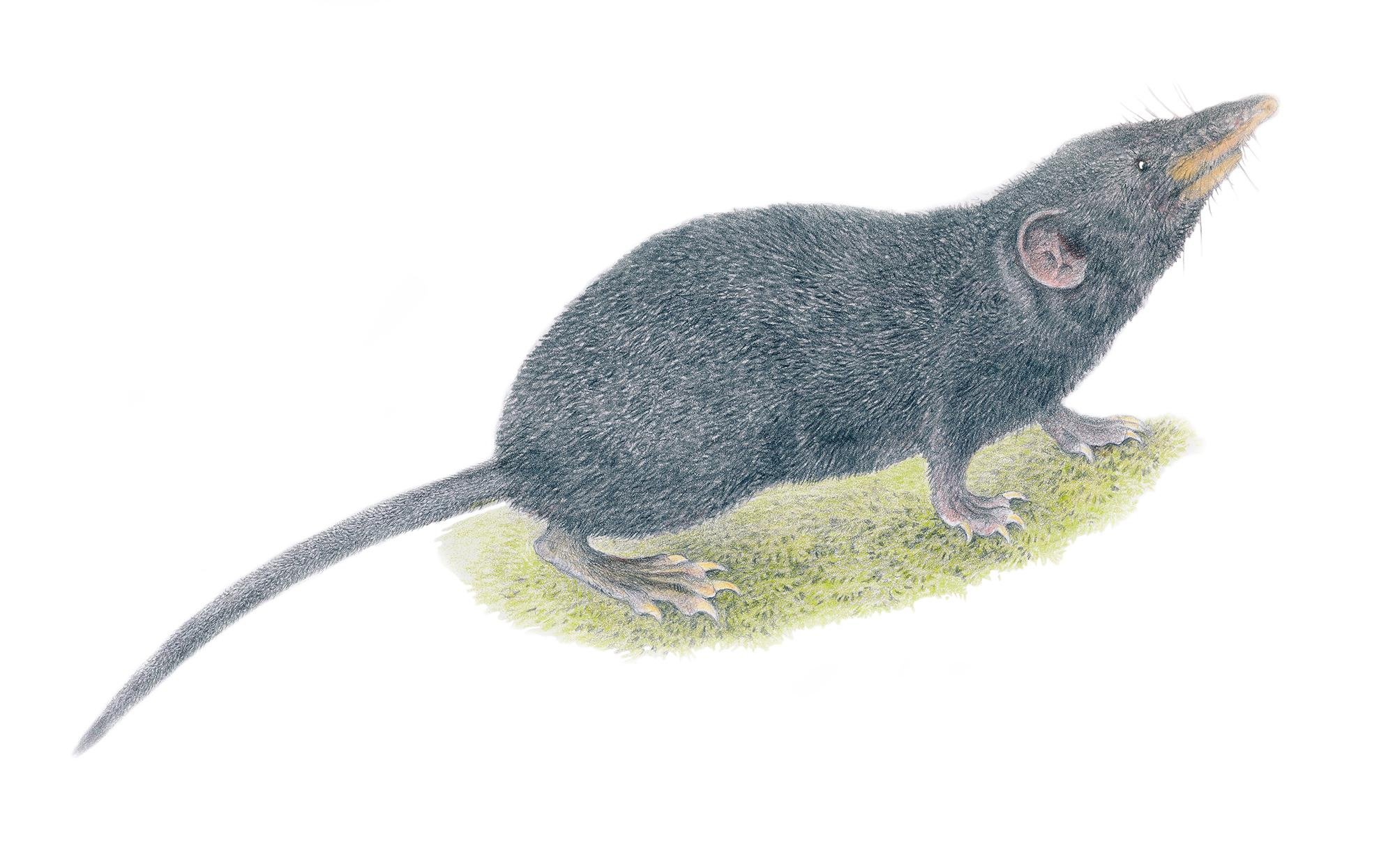 An illustration of the newly identified Palawan moss shrew. (Velizar Simeonovski / The Field Museum)