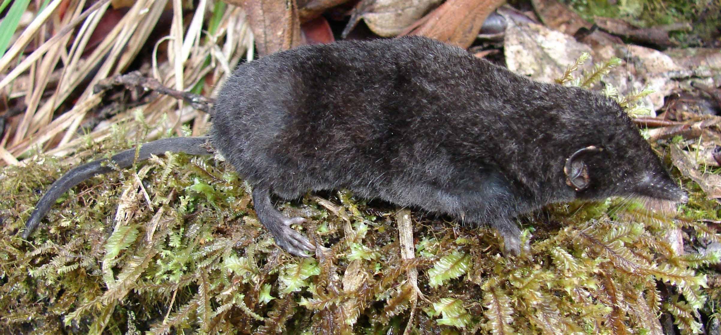 A Palawan moss shrew (Courtesy The Field Museum)