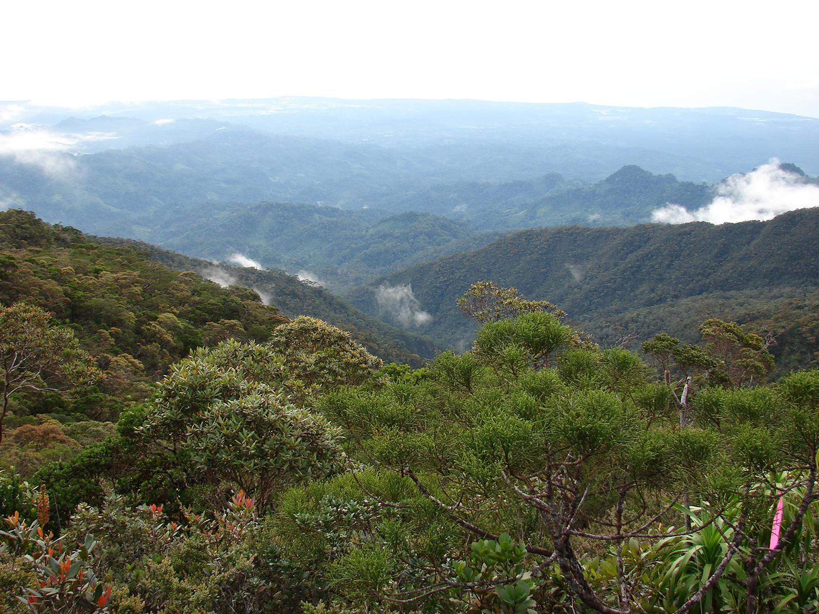 Mount Mantalingahan, a mountain on Palawan Island in the Philippines (Courtesy The Field Museum)