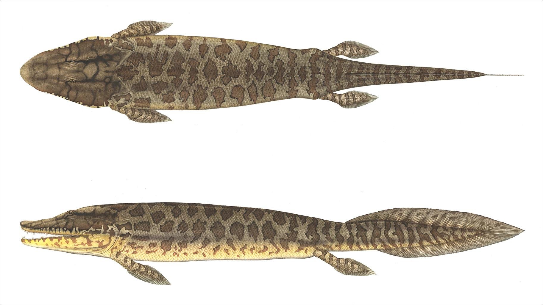 An illustration of Tiktaalik by Flick Ford. (Courtesy of the University of Chicago)