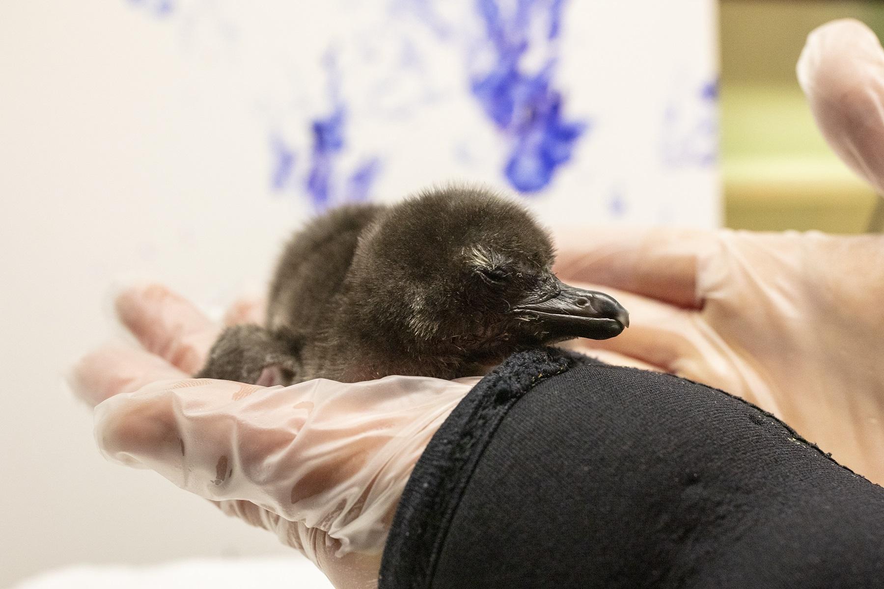 A pair of sibling Magellanic chicks hatched this month at Shedd Aquarium. (Brenna Hernandez / Shedd Aquarium) 