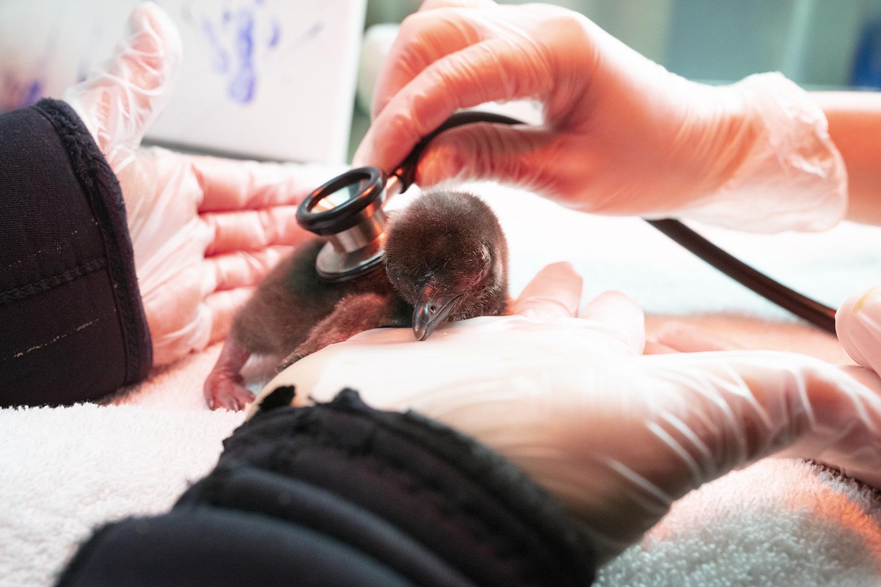 Shedd Aquarium staff are monitoring a pair of Magellanic penguin chicks born earlier this month. (Brenna Hernandez / Shedd Aquarium) 