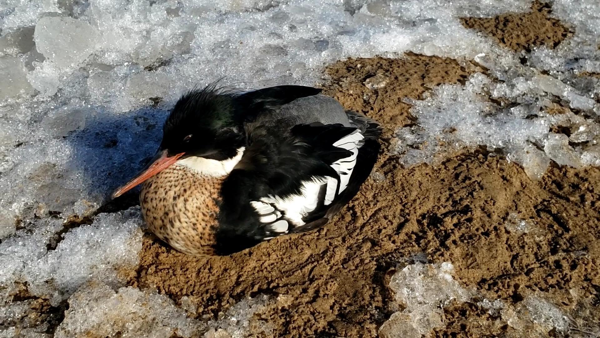 A sick merganser, found on a beach in Wilmette. (Courtesy of Chicago Bird Collision Monitors)