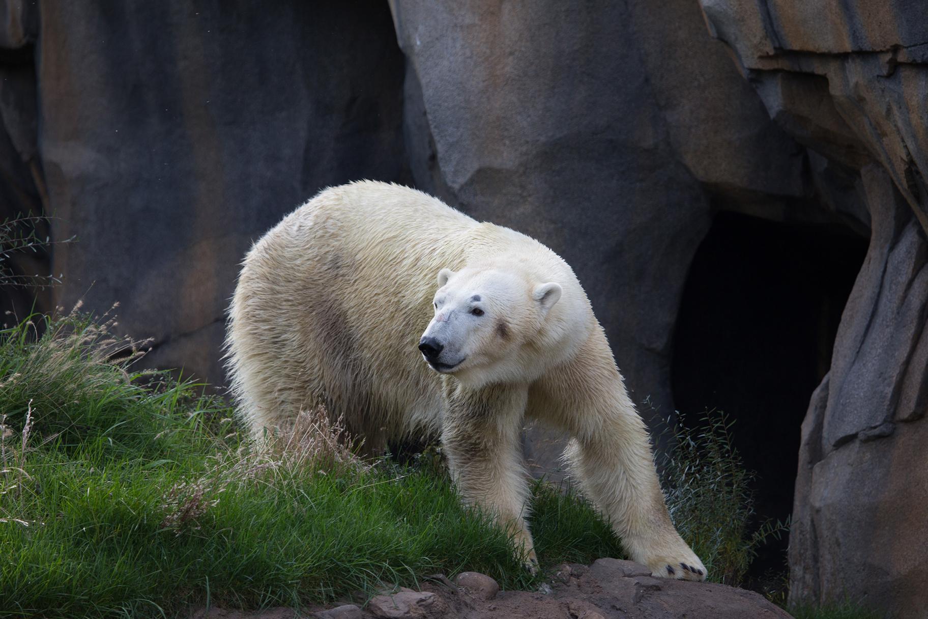 Siku, a male polar bear at Lincoln Park Zoo, pictured in 2016. (Julia Fuller / Lincoln Park Zoo) 