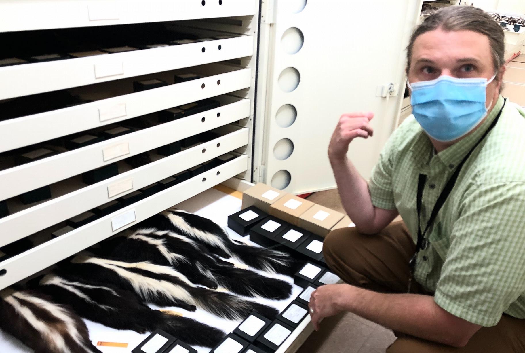 Scientist Adam Ferguson, with specimens of the more familiar striped skunk. (Patty Wetli / WTTW News)