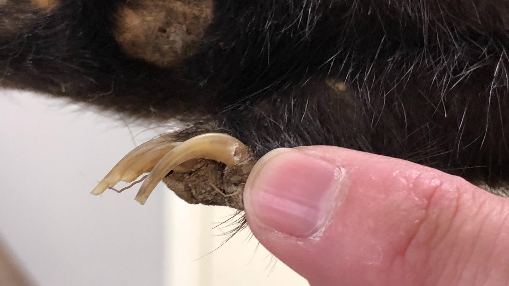 A tiny hole marks the point in a skunk's claw where DNA was extracted. The goal, with museum specimens, is to leave as much intact as possible for future researchers. (Patty Wetli / WTTW News)