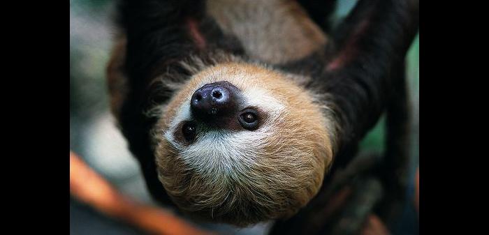 Did you miss International Sloth Day? Say “Cheers!” to a sloth and other creatures this weekend. (Courtesy of Lincoln Park Zoo)