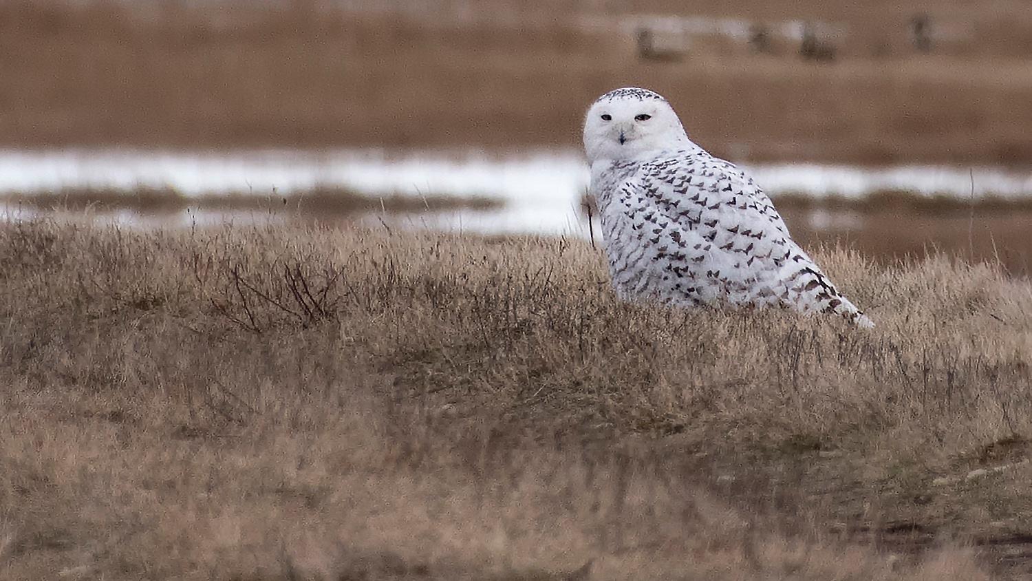 The whitest snowy owls are adult males. Juveniles and females have brown-flecked plumage. (U.S. Fish and Wildlife Service)