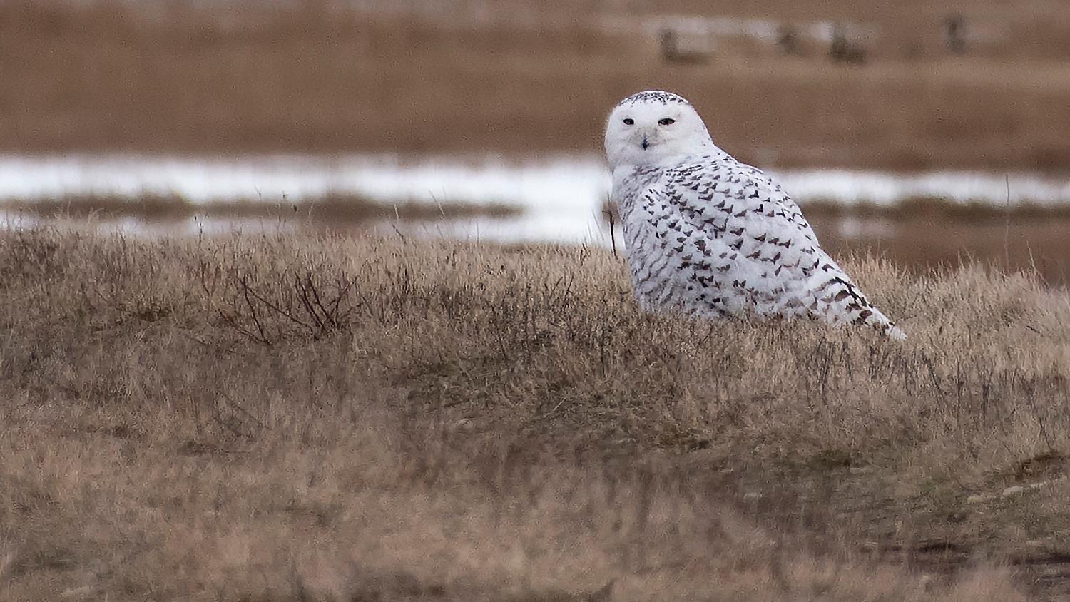 The snowy owls at Montrose are flecked with brown, like the one seen above. Only mature adult males are pure white. Females and juveniles of both sexes have brown and white plumage. (U.S. Fish and Wildlife Service)