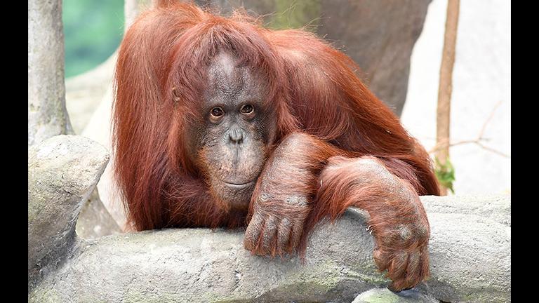 Critically Endangered Ape Born at Brookfield Zoo | Chicago News | WTTW