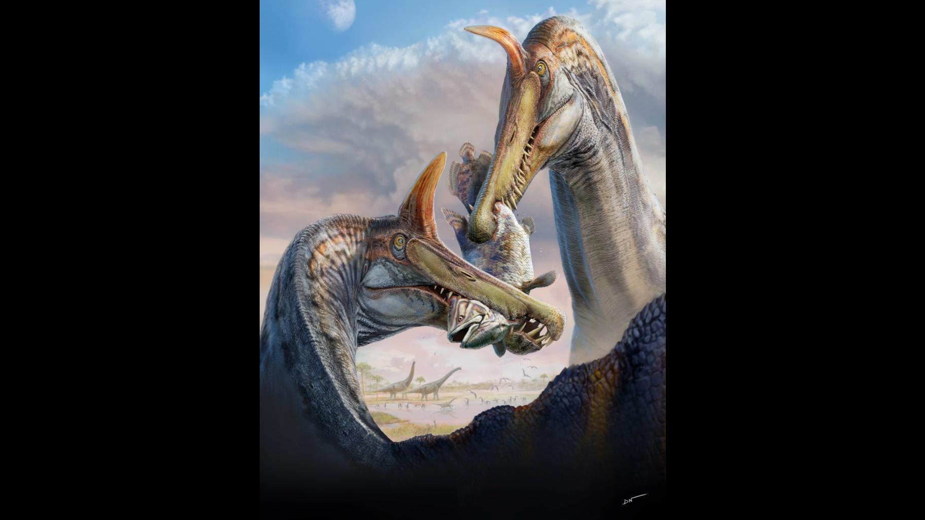 Two Spinosaurus mirabilis spar over a carcass on the forested bank of a river some 95 million years ago in what is now the Sahara Desert in Niger. A scimitar-shaped head crest and interdigitating teeth characterize this wading giant, one of the last-surviving species of a spinosaurid radiation some 50 million years in the making. (Artwork by Dani Navarro)