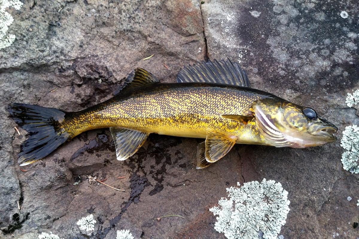 Populations of sportfish like walleye, pictured here, have increased dramatically in the Illinois River since the late 1980s, when the first changes under the federal Clean Water Act began to be implemented. (Josh Brugge / Illinois Natural History Survey)