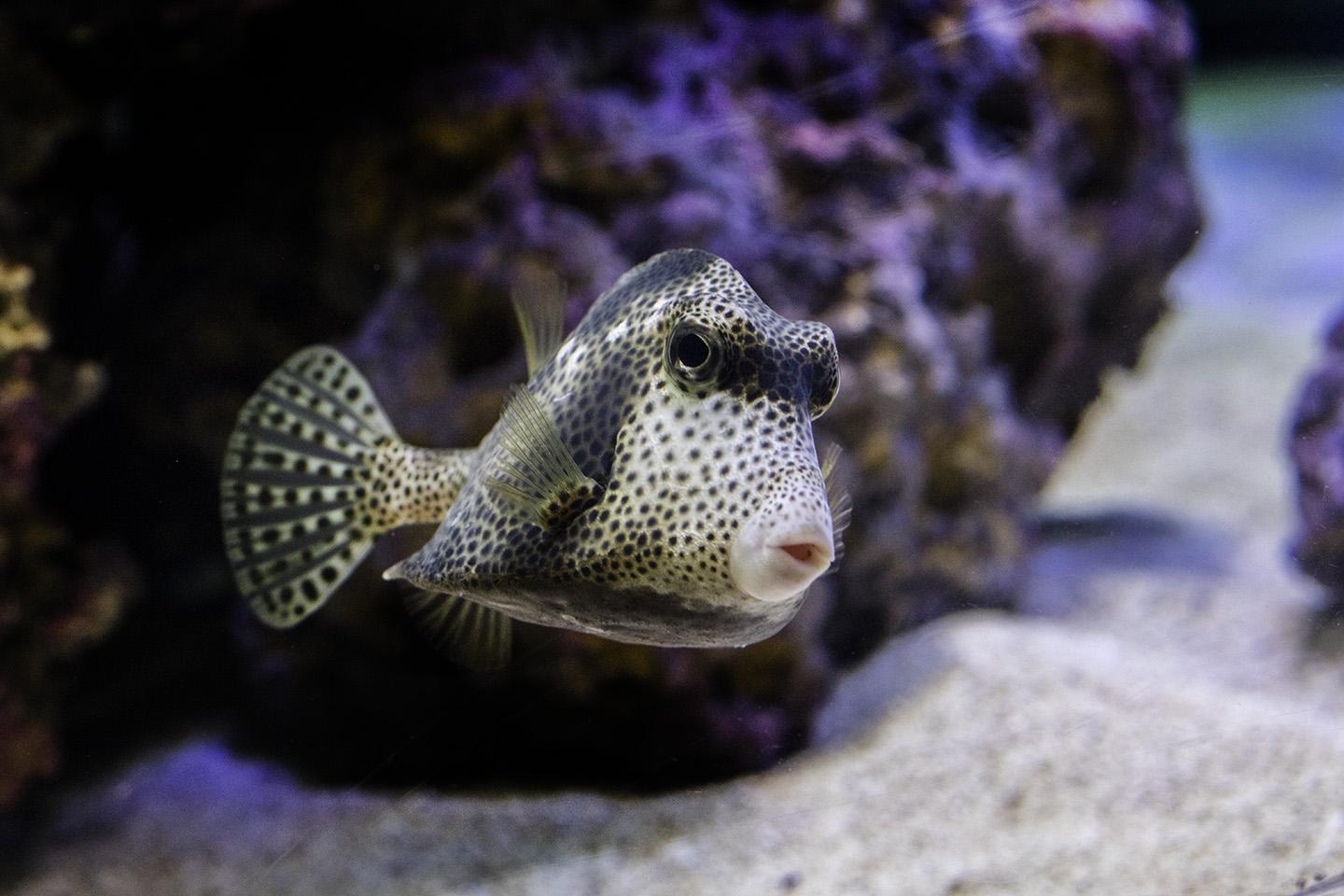 A spotted trunkfish at Shedd’s special exhibit “Underwater Beauty.” (Courtesy Shedd Aquarium)