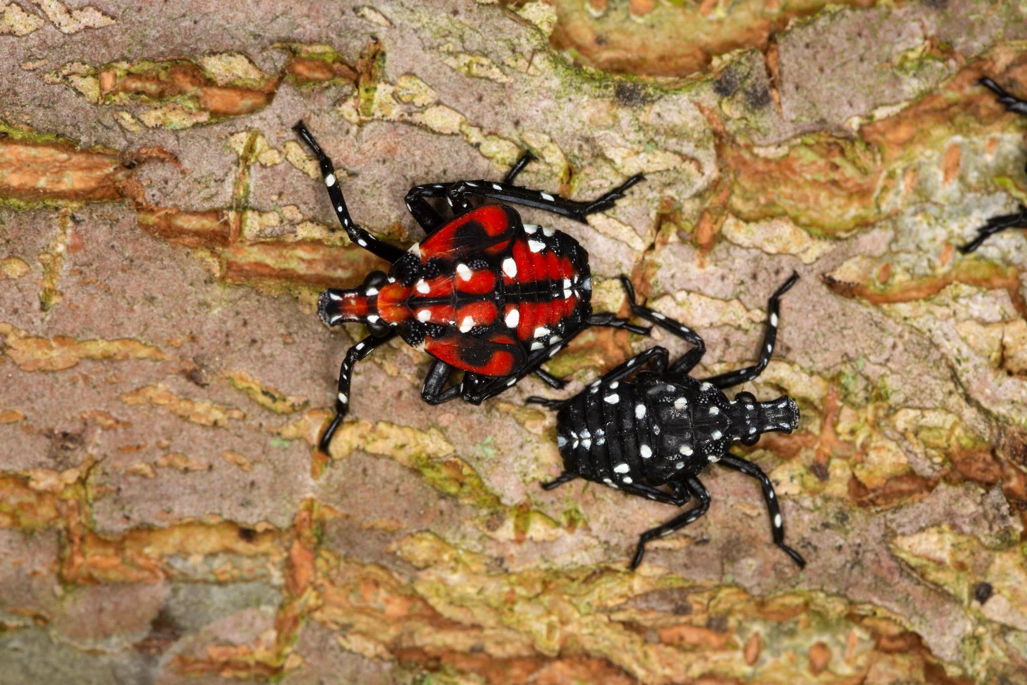 Spotted lanternfly nymphs are red in their final stage and black in their earlier stages. (U.S. Department of Agriculture)