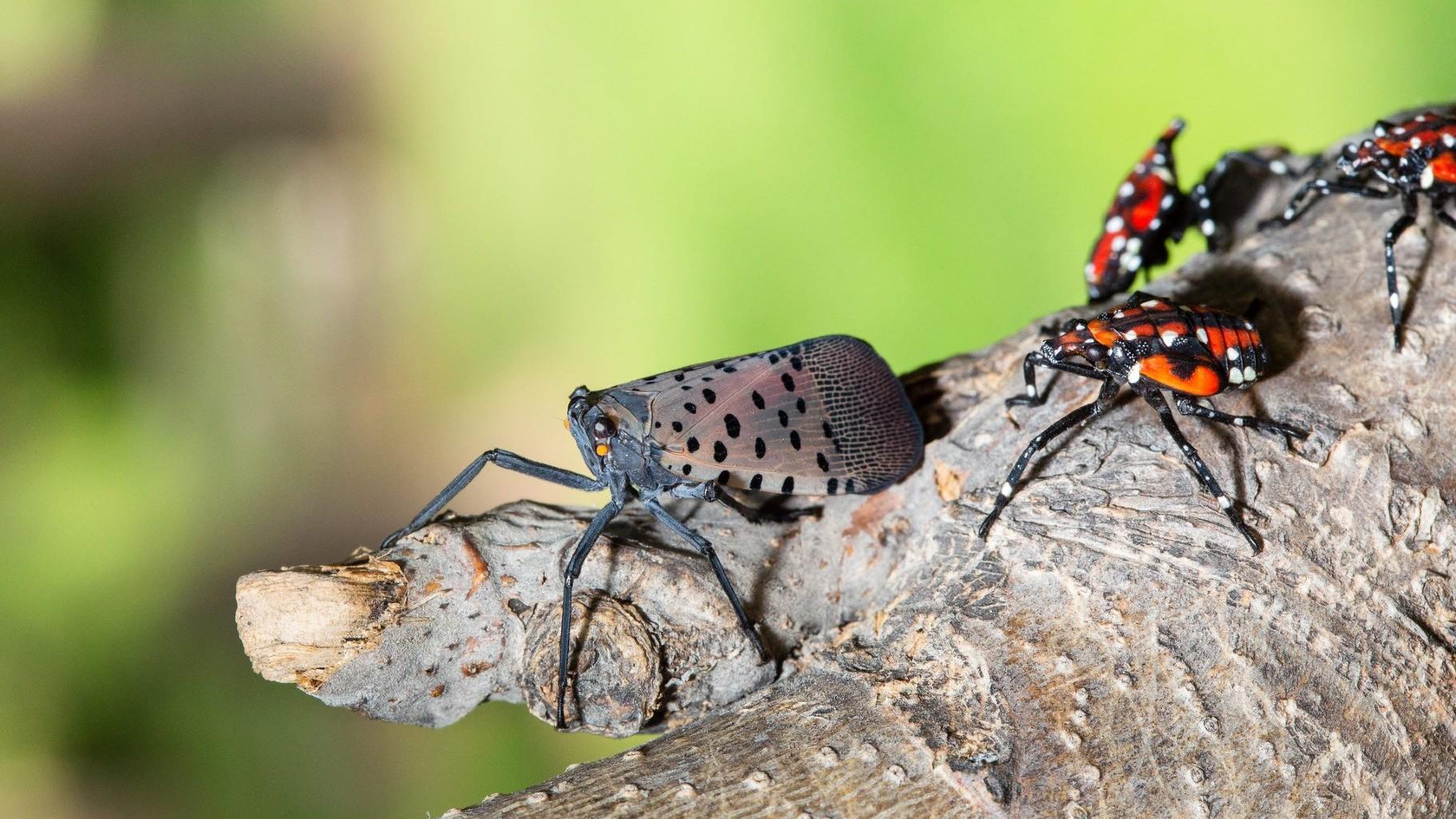 Spotted lanternfly and nymphs. According to Scott Schirmer, people often mistake milkweed bugs for lanternfly nymphs. The first stage of nymphs are black, to further confuse things. (U.S. Department of Agriculture)