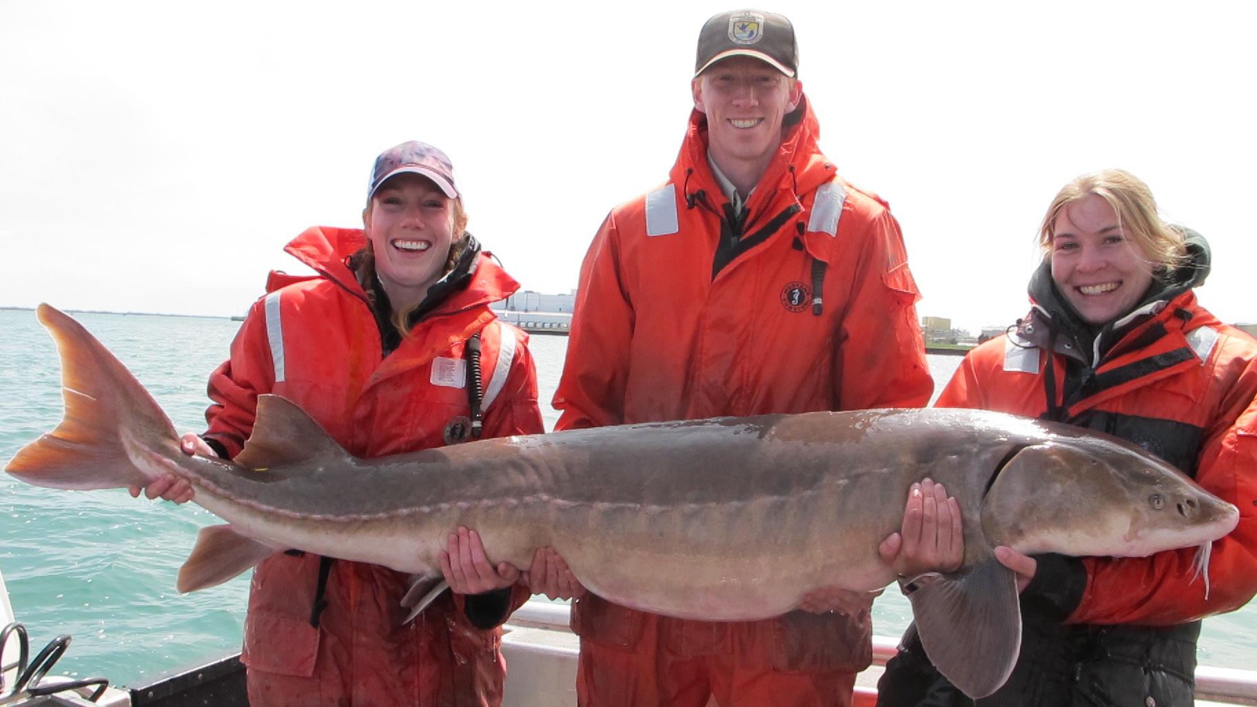 Massive sturgeon, like this one pulled from the Detroit River in 2014, could become the norm again if restoration efforts succeed. (Justin Chiotti / U.S. Fish & Wildlife Service) 