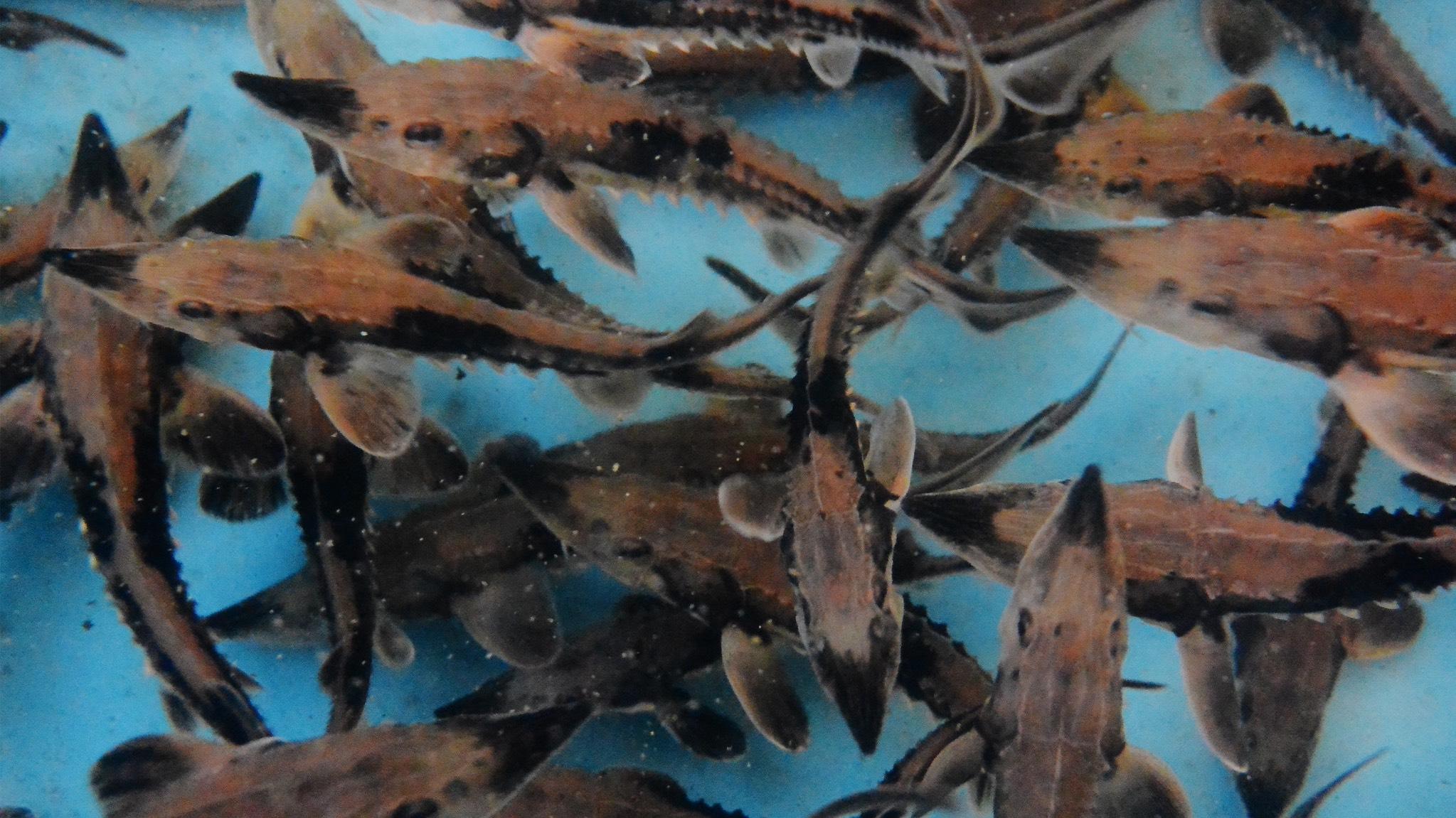 Juvenile sturgeon at a hatchery in Wisconsin. (Katie Steiger-Meister / U.S. Fish & Wildlife Service)