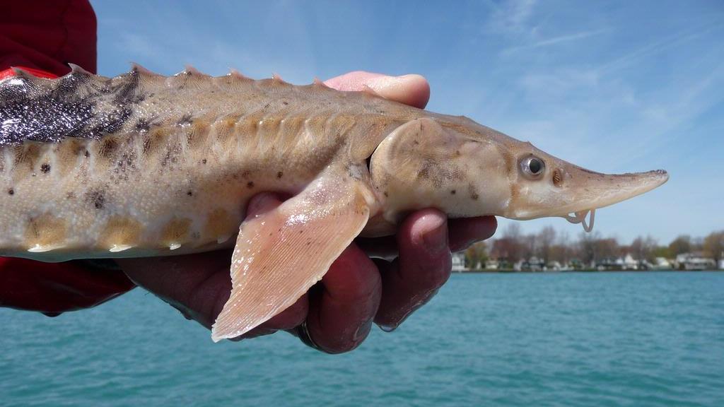 A juvenile sturgeon. (James Boase / U.S. Fish & Wildlife Service)