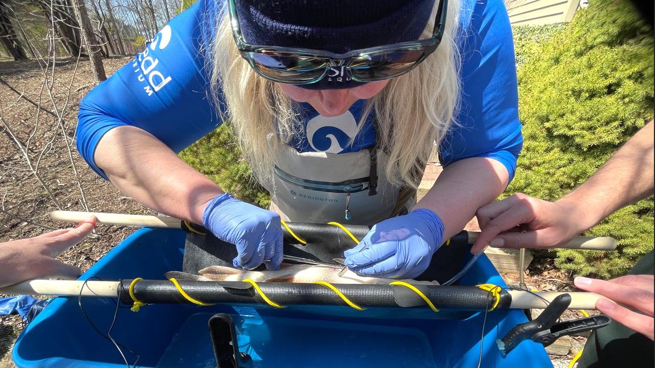 Karen Murchie, director of freshwater research at Shedd Aquarium, tags a sucker. (Emma Lundberg / US Fish & Wildlife Service)