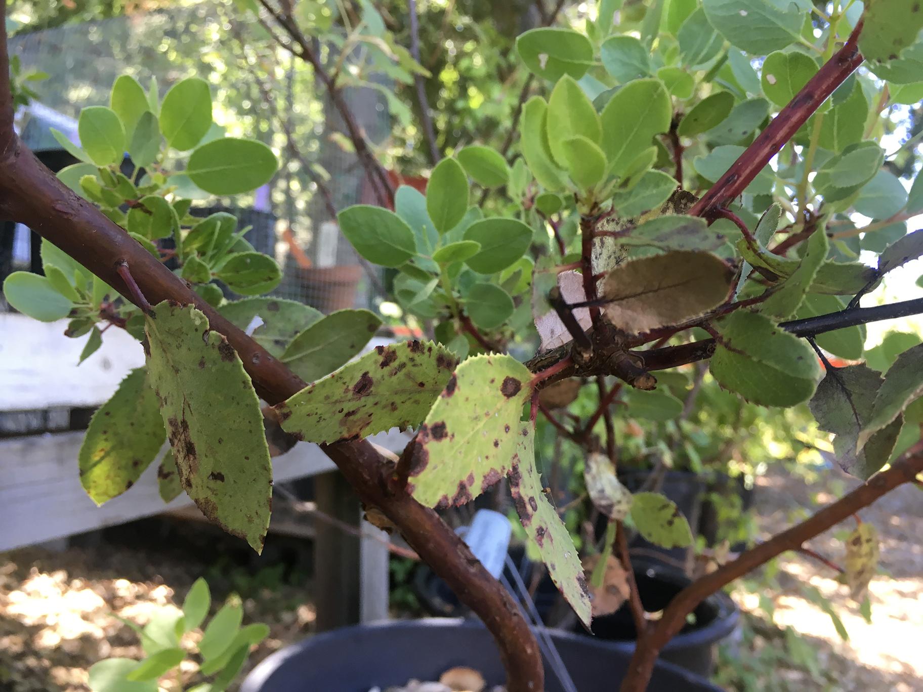 Leaves on a tree affected with sudden oak death (Courtesy California Oak Mortality Task Force) 