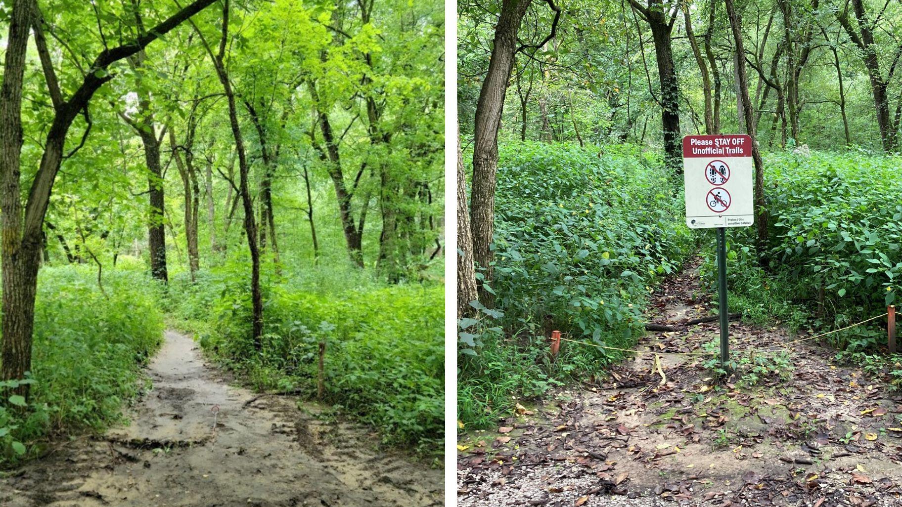 With barriers and signage in place to discourage use of an unofficial trail, plants have begun reclaiming their territory. (Forest Preserve District of Cook County)