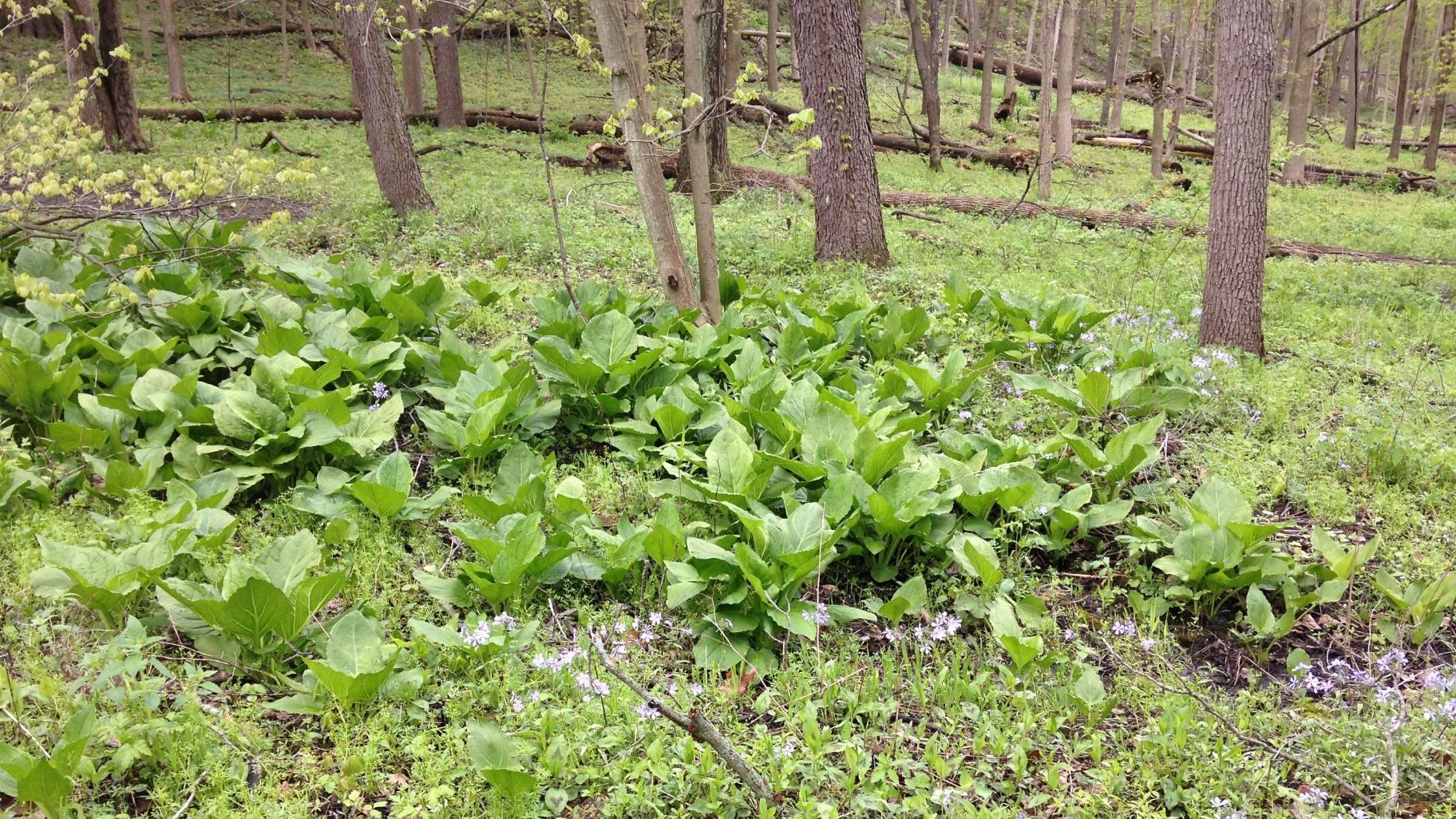 A wetland called a seep is now under threat from erosion at Swallow Cliff Woods. (Forest Preserve District of Cook County)