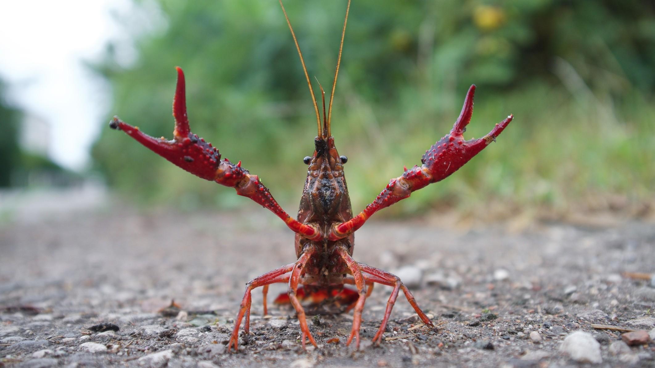 A red swamp crawfish photographed in attack mode. (giocalde / iStock)
