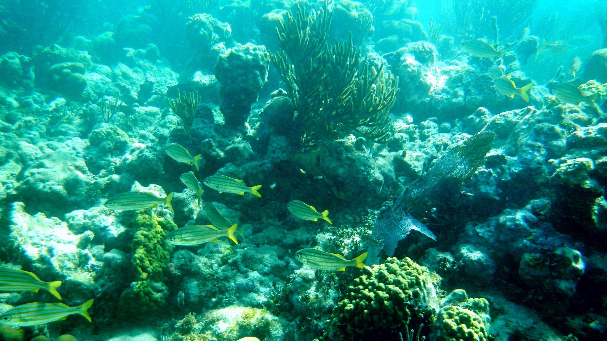 Coral reef at Florida's Dry Tortugas National Park. (Big Cypress National Preserve / Flickr Creative Commons)