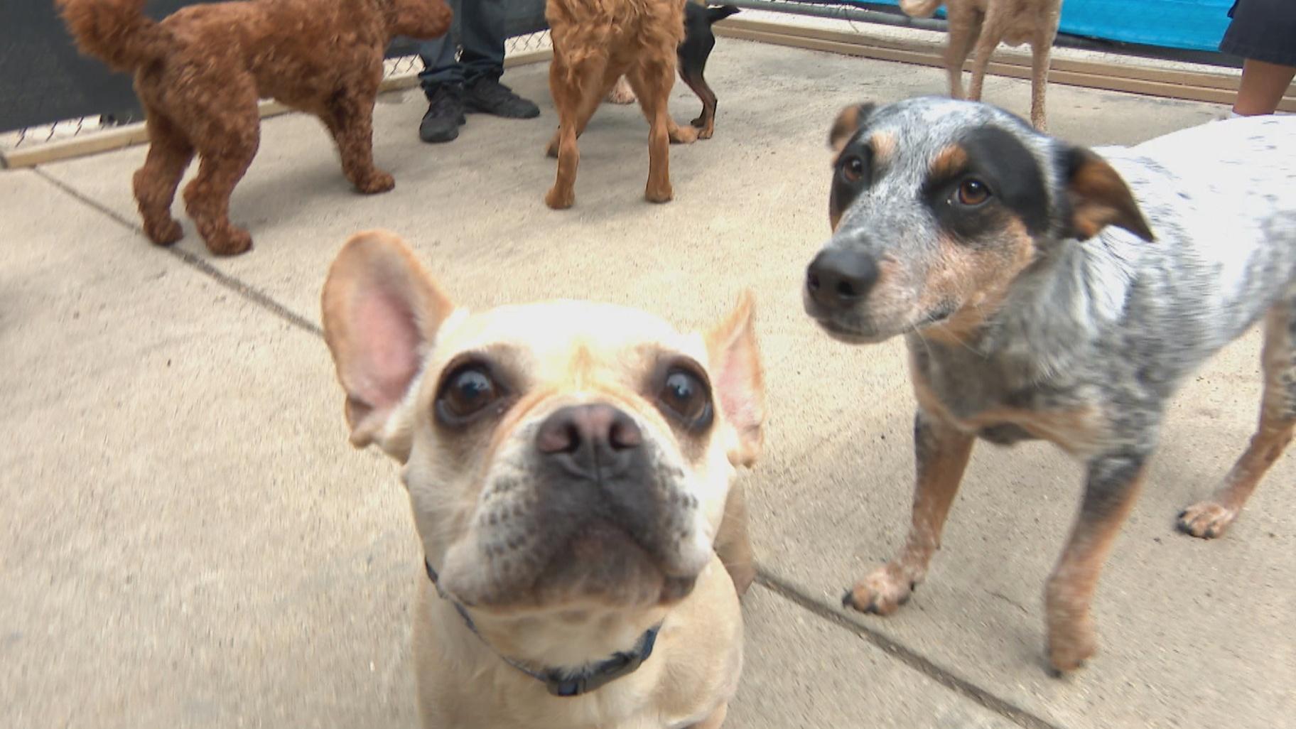 Dogs at Furry Paws Dog Day Care in Humboldt Park. (WTTW News)