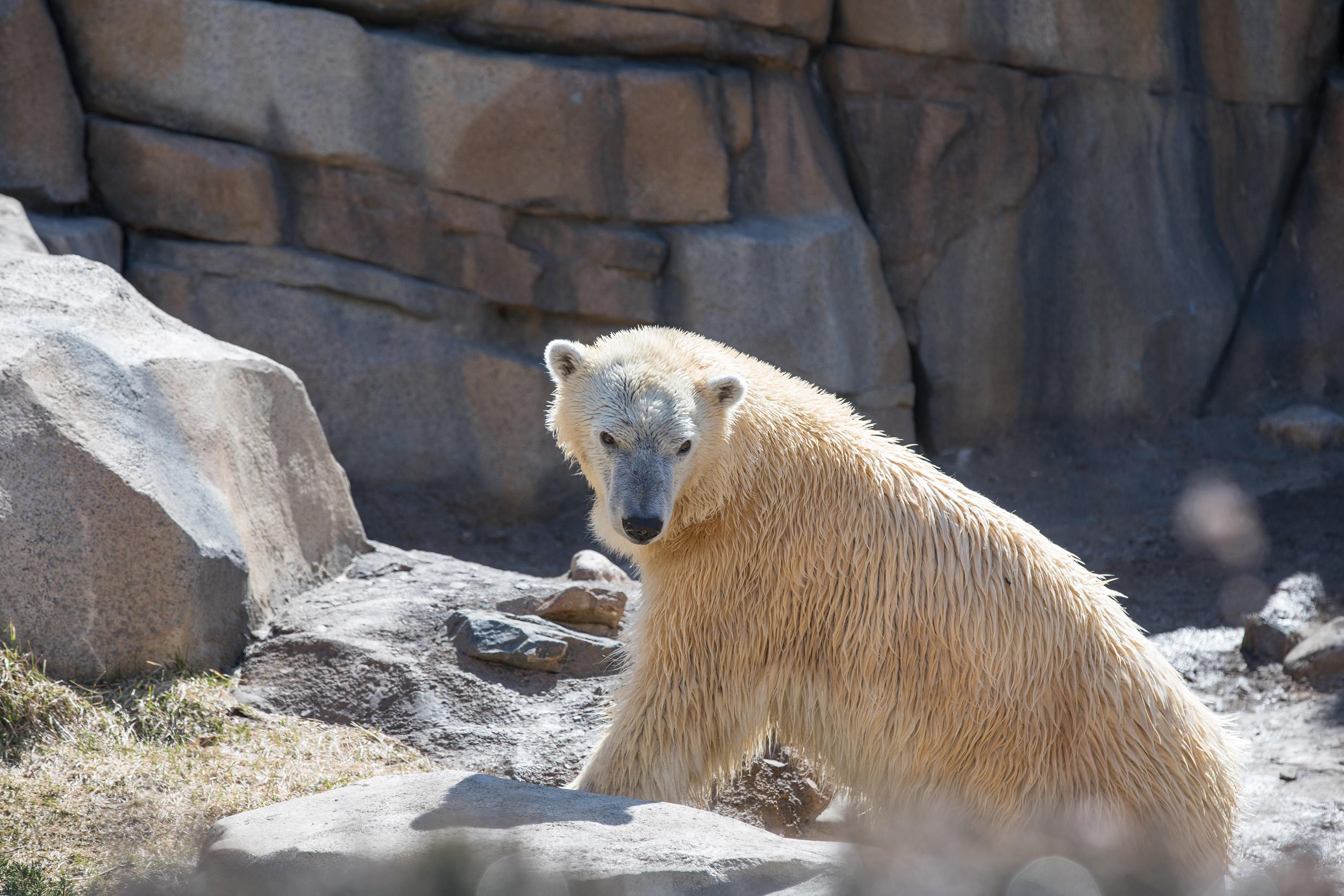 (Julia Fuller / Lincoln Park Zoo)